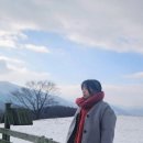 노선목장 | 평창 가볼만한곳 대관령 양떼목장 주차장 뚜벅이 방문 꿀팁