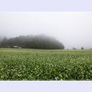 봉평메밀 이미지