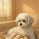 애프터 퍼피(AFTER PUPPY) | 🐶 임신 및 수유 중인 강아지를 위한 사료 선택 가이드 Pregnant and Nursing Dogs: A Complete Guide to...