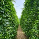 강원농장 이미지