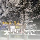 대구 벚꽃 명소 대구 북구 꽃보라동산 저녁에 다녀 온 후기