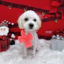 퍼피모리 이미지