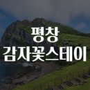 감자꽃스테이 이미지