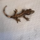 보리아쿠아