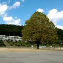 인제초등학교 이미지