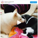 보듬어 줄개 네이버블로그