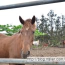 오케이승마장 이미지