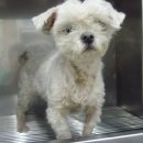 성 수의과병원 이미지