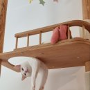 진저캣