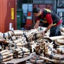 Elephant tusks worth RM3mil seized 상아의 불법 수입이 적발되다.. 이미지