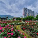 대봉교 교통섬 이미지