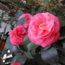 산정농원 이미지