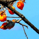 딱따구리 이미지