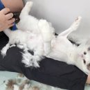 뽀송캣 이미지