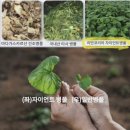 (주)코리아세븐천안메르디앙점 | "리만몰에서 시작한 기적의 7일! 인셀덤 성공비지니스 노하우