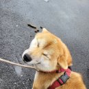 고동산민박 이미지