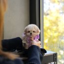 더 샵 동물메디컬센터 이미지