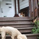 클로버 하우스 이미지