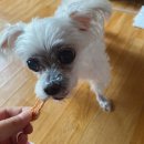 댕댕공방 이미지