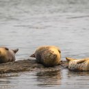 점박이 물범가족 이미지