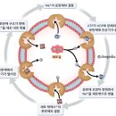 족욕힐링숲라파 이미지