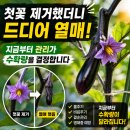열매 | 가지 첫꽃 따길 잘했을까? 드디어 첫 열매가 달린 후기