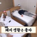 꼬리치는장어;산곰장어