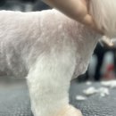 멍멍펀치 이미지