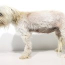 문정힐스 동물병원 이미지