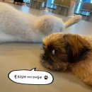 다시사랑받개 이미지