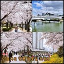 APEC나루공원2호 | [부산] 아름다운 명품 벚꽃길 트레킹[APEC나루공원~수영강휴먼브릿지~수영강변~온천천~온천천카페거리]