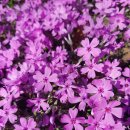 울산들꽃학습원 이미지