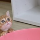 맘스캣(MOMSCAT) 이미지
