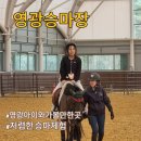영광승마장 | 영광관광지 영광승마장 온실 영광 아이와 가볼만한곳 승마 체험 후기