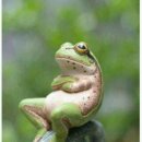 이리오너라 이미지