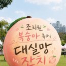 블루25(서창 삼호점) | [조치원] 2026 조치원 복숭아 축제︱실망 대잔치! 다시는 안 갈 듯 Σ(-᷅_-᷄๑)