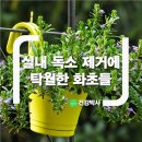 화초 Daum카페