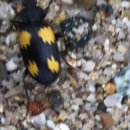 슈필렌유치원 이미지