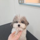 호야애견 이미지