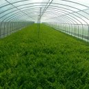 지슬1리 이미지