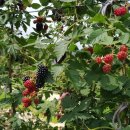 메이플팜 이미지