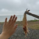 태안서부시장 | 태안서부시장 자연산 대하 가격 내돈내산 후기 캠핑요리로 강추