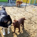 설악애견 이미지