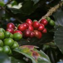 미콩커피 이미지