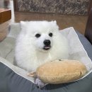견생냥품무인24시군산디오션시티점