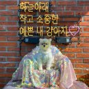 헤이브로 | 루프탑 화성 애견카페, 헤이브로 솔직 후기