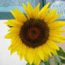 해바라기둘 이미지