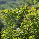수원 근처산의 나무열매와 가을꽃 이미지