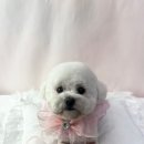 비비펫살롱 이미지