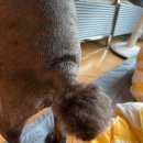 어화둥둥 내강아지 이미지